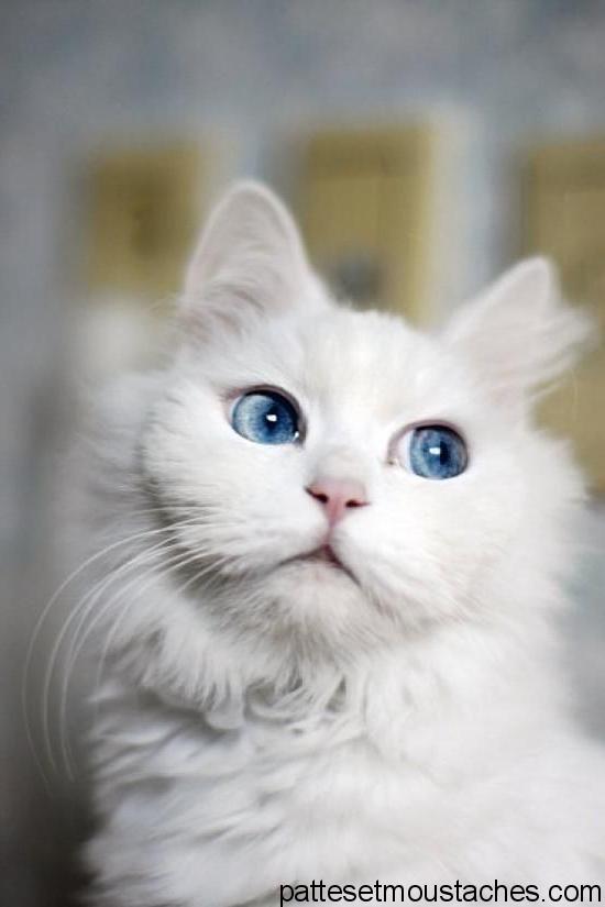 Race chat blanc