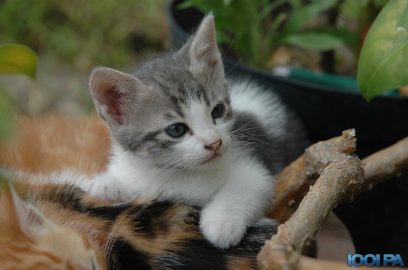 Chaton Blanc Gris Chaton Gris Aux Yeux Bleus