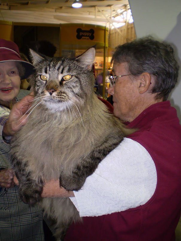 Le plus gros chat au monde