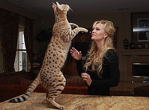 Race de chat les plus grand