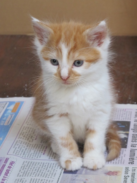 Chat jaune et blanc