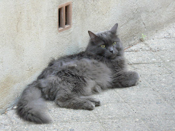 Chat poilu race