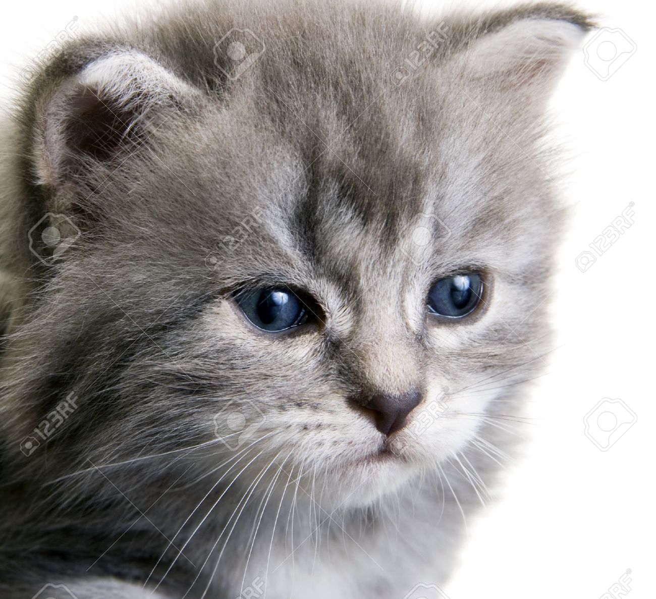 Chat Gris Yeux Bleu Chat Gris Poils Longs