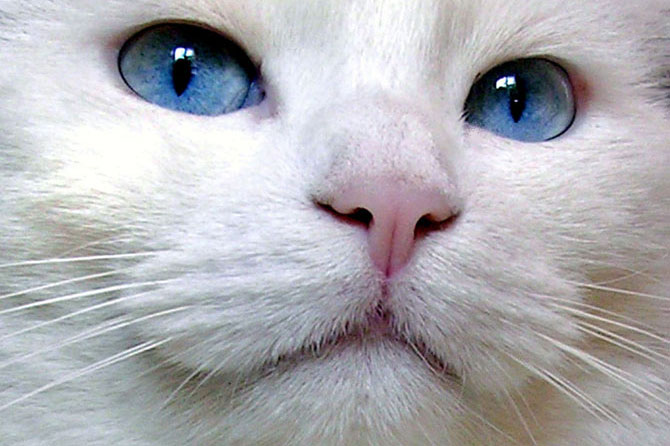 Race de chat blanc yeux bleu