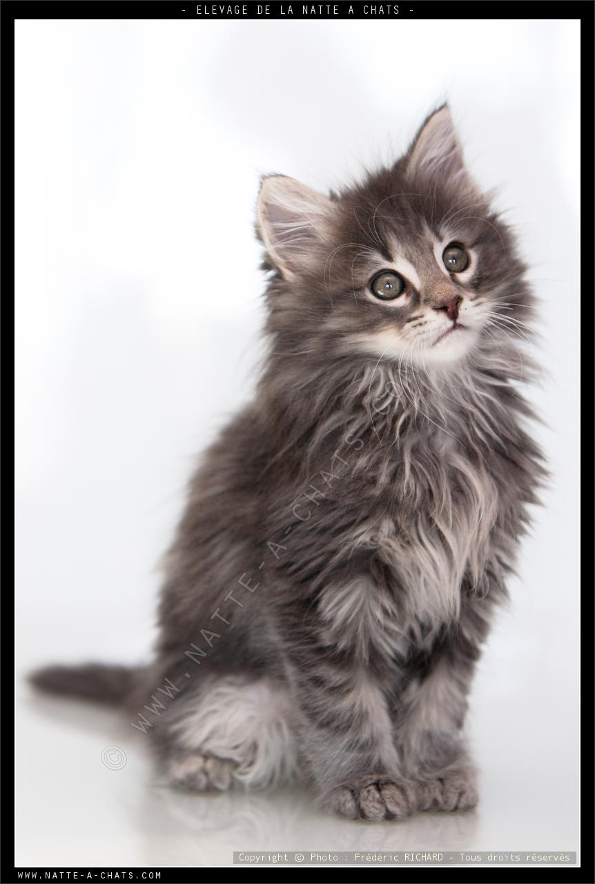 Chat Angora Gris Bleu Photos Chats De Race