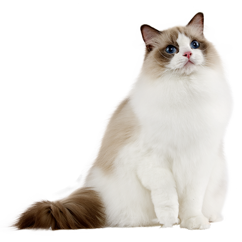 Photo race de chat
