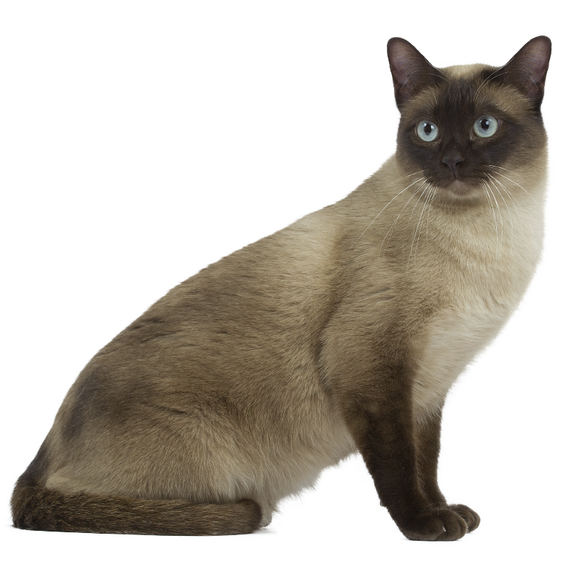 Sorte chat