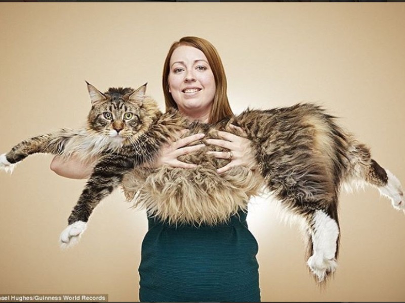 Les plus grands chats du monde