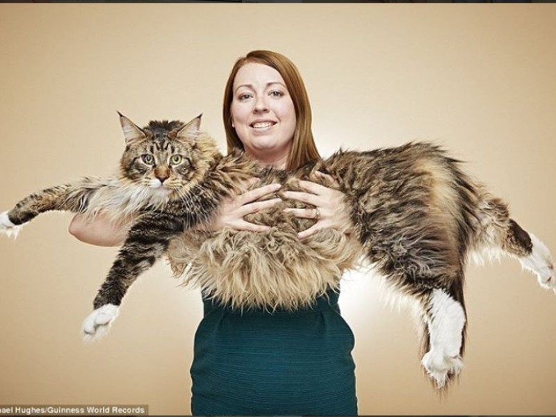 Les plus grands chats