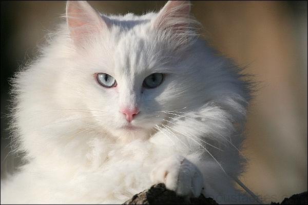 Chat Blanc Aux Yeux Bleus Race Chat Mencoune