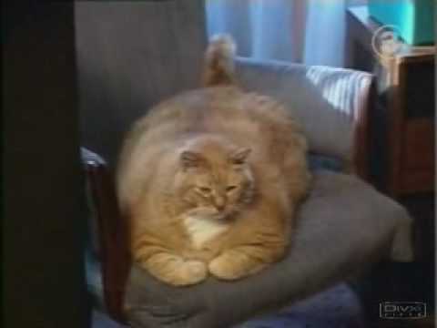 Le chat le plus gros au monde