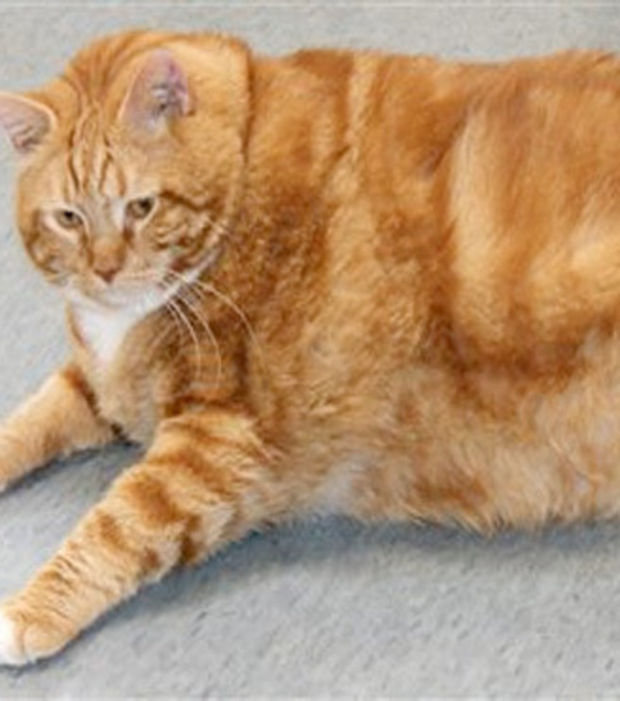 Photo de gros chat