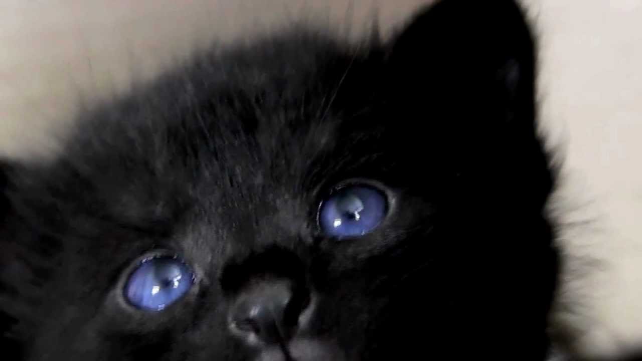 Chat noir yeux bleus race
