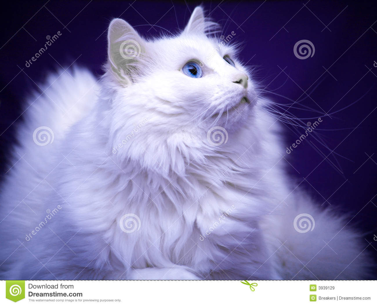 Chat de race blanc