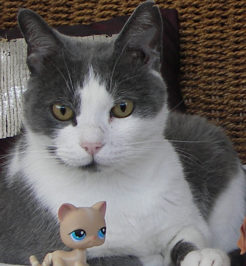 Chat gris et blanc
