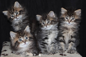 Maine coon chat