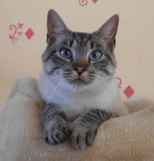 Chat gris yeux bleu race