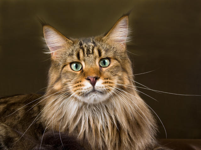 Chat race maine coon