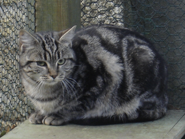 Chat noir et gris