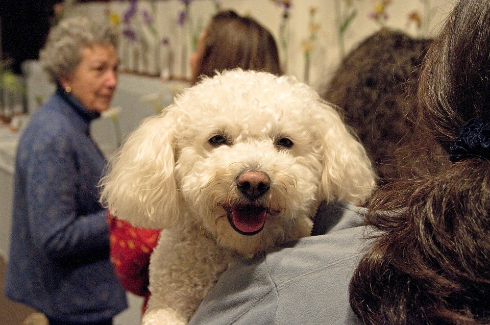 Un caniche comme cadeau