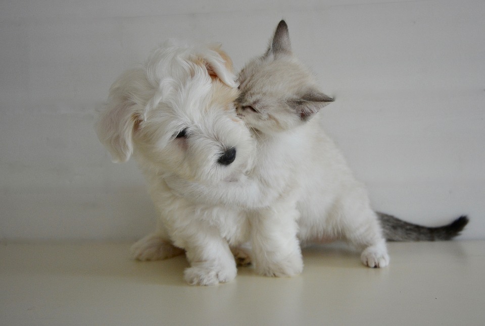 urgence chien et chat